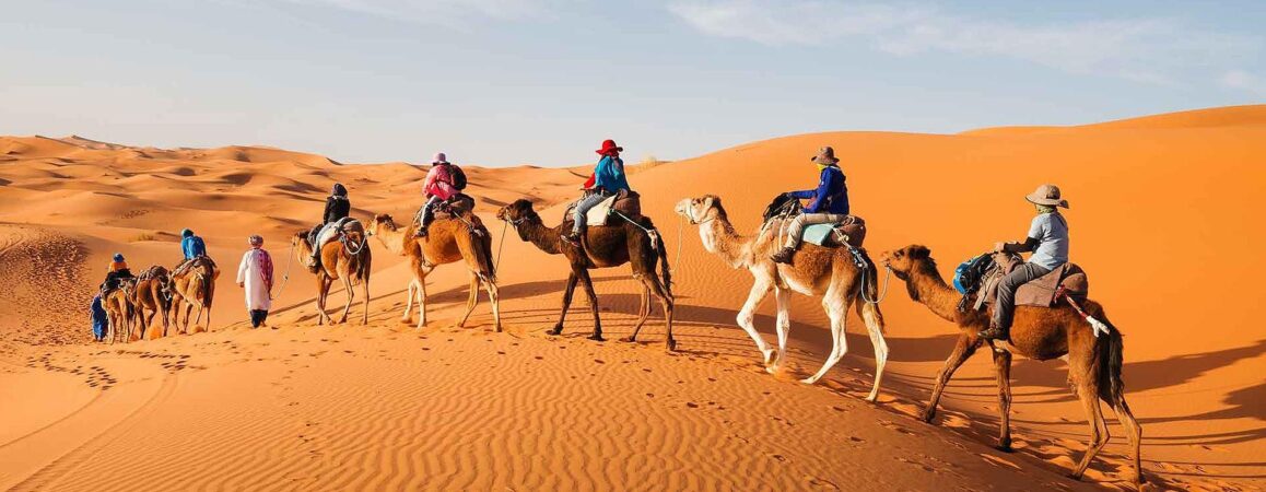 Camel activity in merzouga